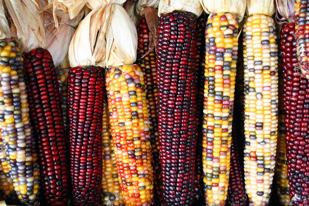 morden corn picture
